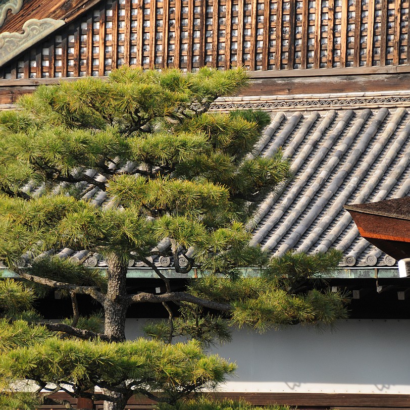 DSC_4321 Nijo-jo ist eine japanische Burganlage und ehemaliger Sitz des Shoguns in Kyoto, der ehemaligen Hauptstadt Japans. Die Burg erhielt den Namen wegen der Straße...