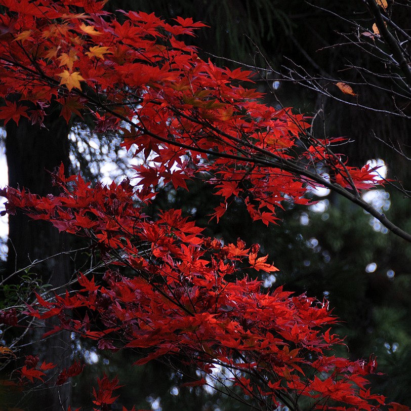 DSC_4825 Der Jisho-ji, besser bekannt unter dem Namen Ginkaku-ji, der Silberne Pavillon.