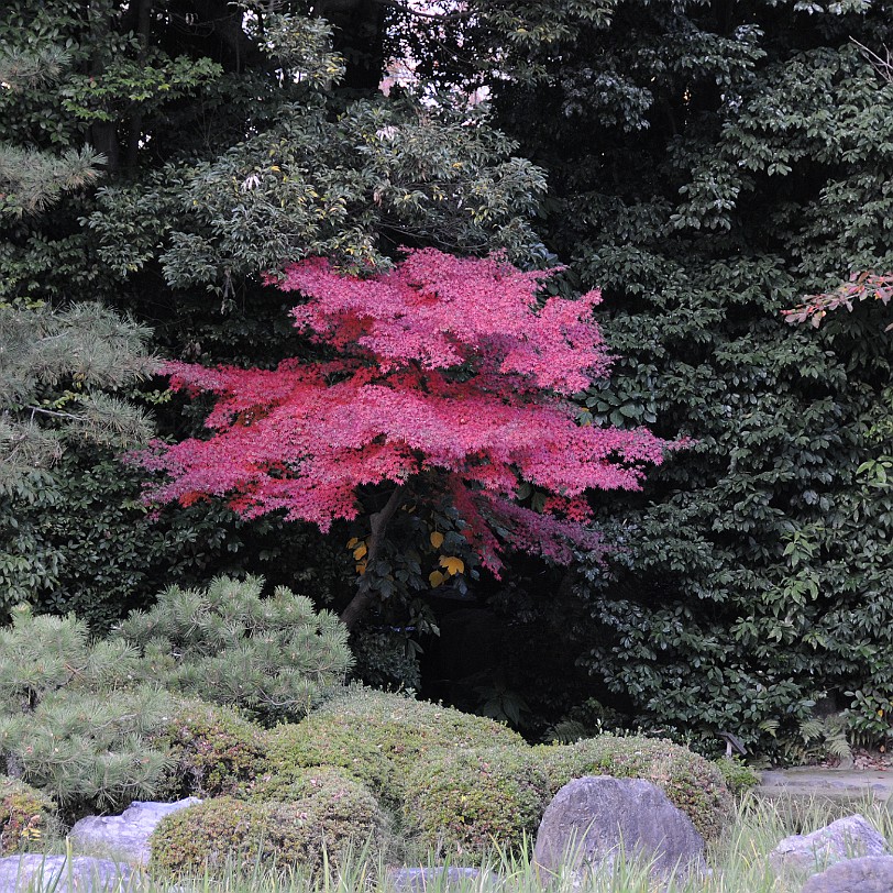 DSC_4883 Der Heian-jingu ist ein Shinto-Schrein im Stadtbezirk Sakyo der Stadt Kyoto.