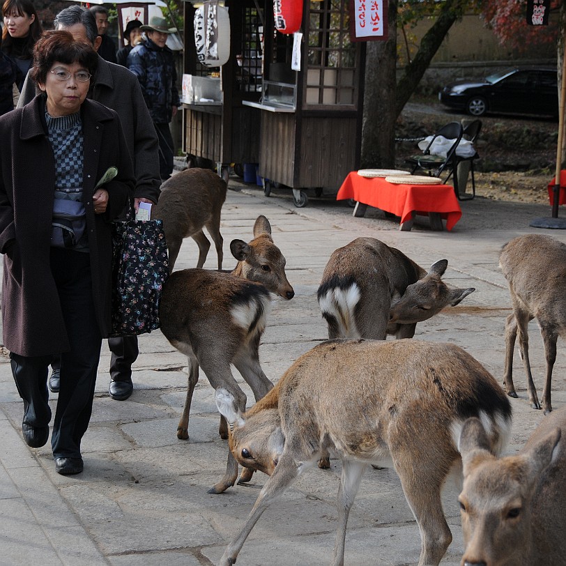 DSC_4954 Nara