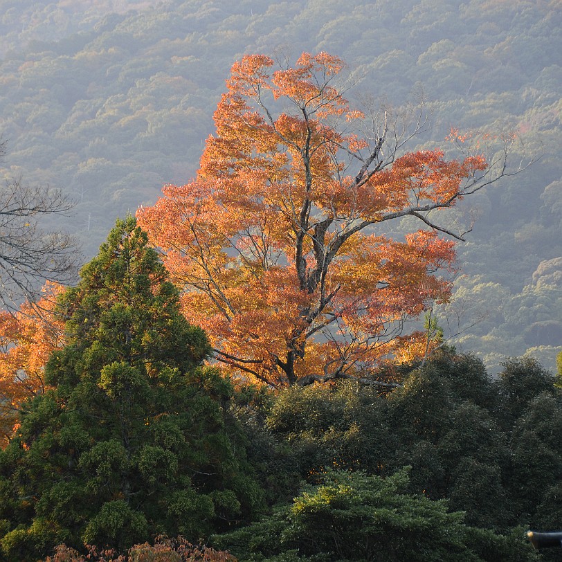 DSC_5091 Der Ise-jingu, auch Ise-Daijingu von Ise.