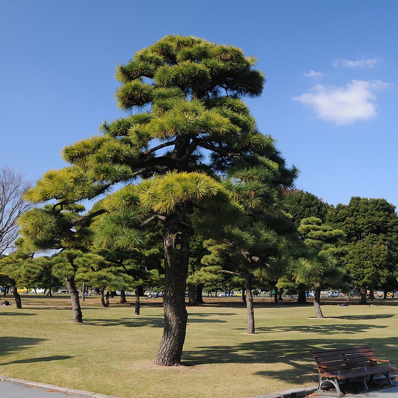 DSC_5927 Die Kokyo (dt. Kaiserliche Residenz), auch Kaiserpalast von Tokio, ist die Residenz des Tenno, des japanischen Kaisers. Die kaiserliche Residenz liegt im...