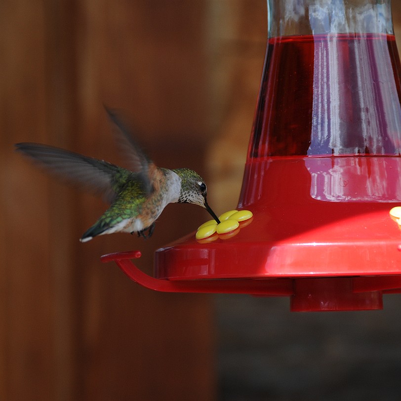 DSC_0775 British Columbia; Kanada; Clearwater; Nakiska Ranch; Wells Gray Provincial Park; Kolibri