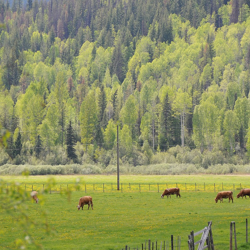 DSC_0780 British Columbia; Kanada; Clearwater; Nakiska Ranch; Wells Gray Provincial Park