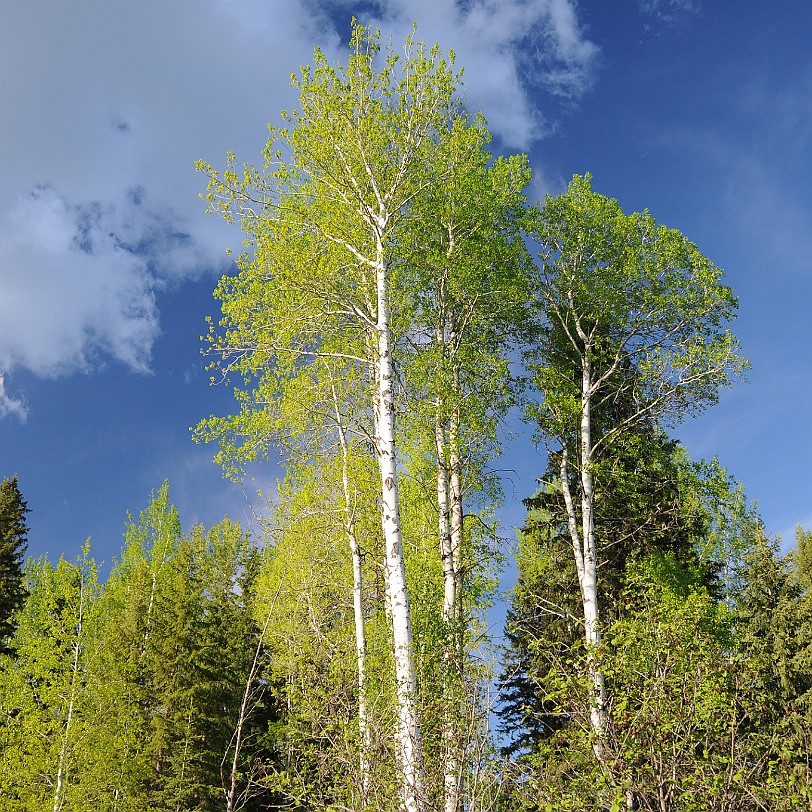 DSC_0787 Kanada; British Columbia; Clearwater; Nakiska Ranch