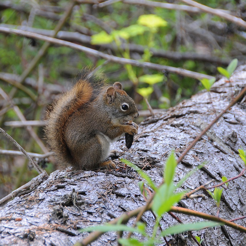 DSC_0810 Kanada; British Columbia; Clearwater; Nakiska Ranch; Dawson Falls