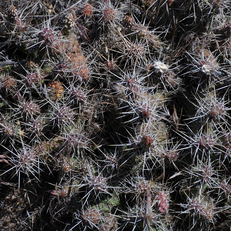 DSC_0952 Kanada; British Columbia; Osoyoos; Desert Centre