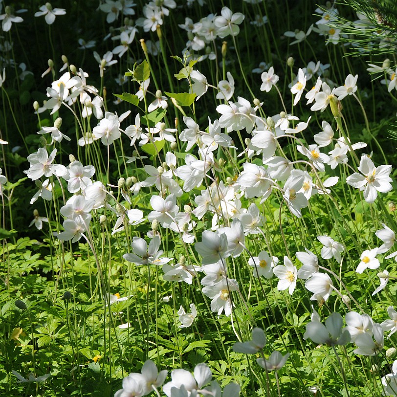 DSC_0986 Kanada; British Columbia; Pentincton; Kaleden; Linden Gardens