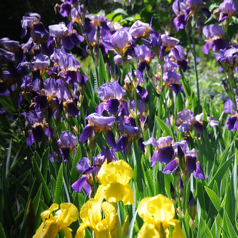 DSC_0991 Kanada; British Columbia; Pentincton; Kaleden; Linden Gardens