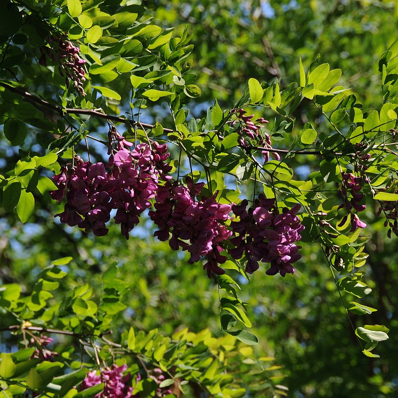 DSC_0995 Kanada; British Columbia; Pentincton; Kaleden; Linden Gardens