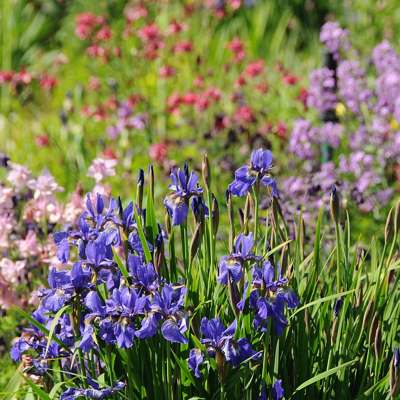 DSC_1003 Kanada; British Columbia; Pentincton; Kaleden; Linden Gardens