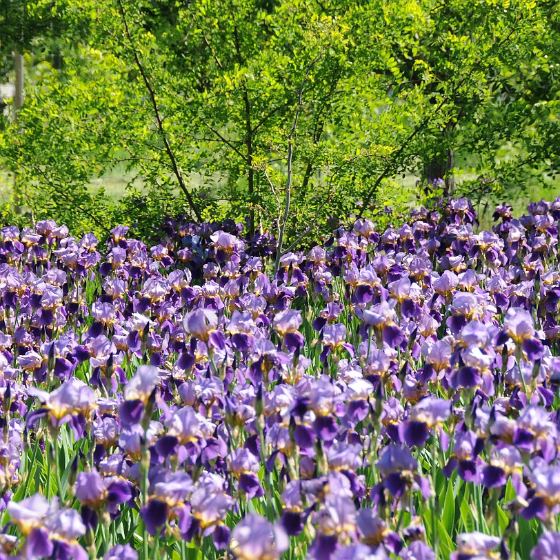 DSC_1008 Kanada; British Columbia; Pentincton; Kaleden; Linden Gardens