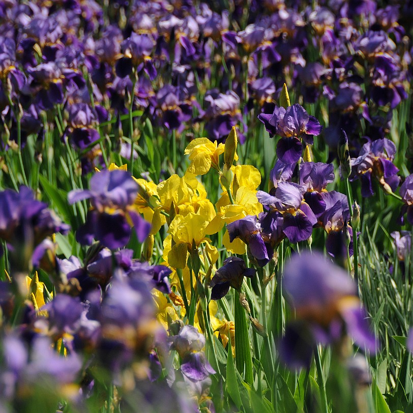 DSC_1012 Kanada; British Columbia; Pentincton; Kaleden; Linden Gardens