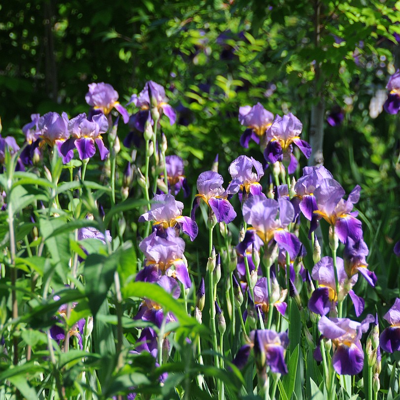 DSC_1030 Kanada; British Columbia; Pentincton; Kaleden; Linden Gardens