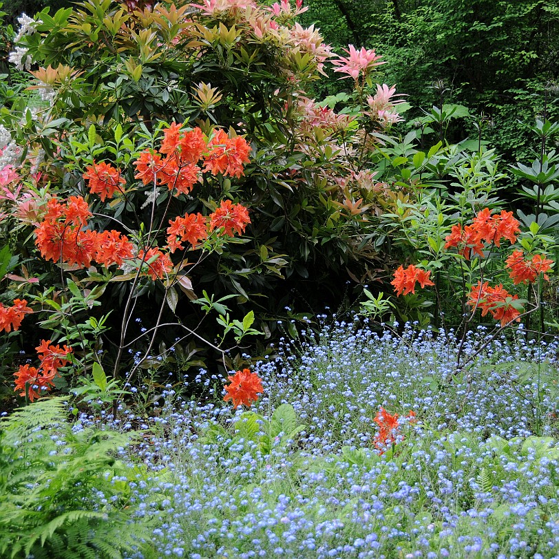 DSC_1196 Kanada; British Columbia; Vancouver Island; Qualicum Beach; Milner Gardens & Woodlands