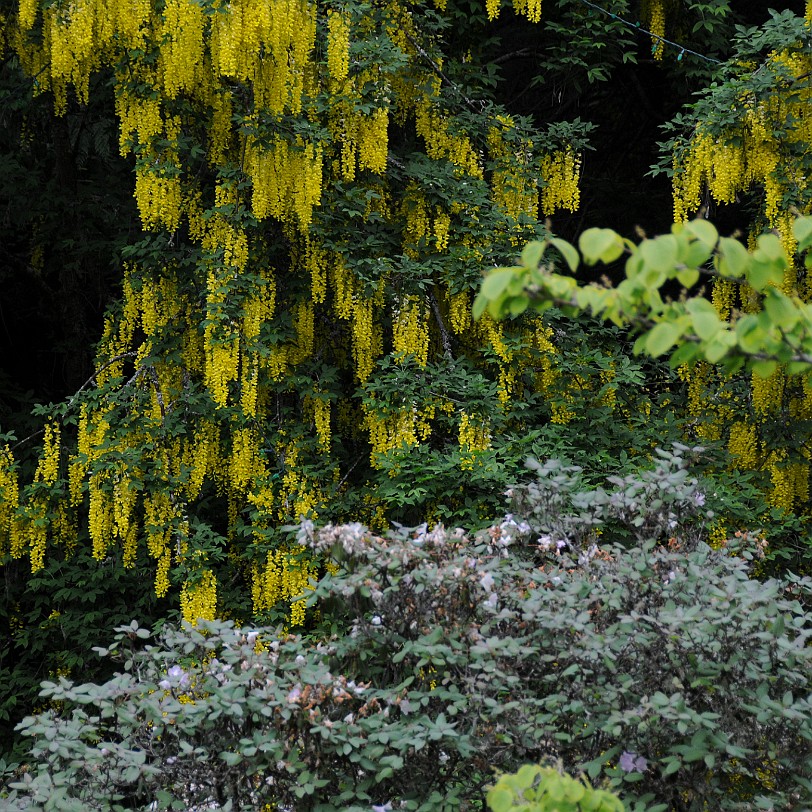 DSC_1203 Kanada; British Columbia; Vancouver Island; Qualicum Beach; Milner Gardens & Woodlands