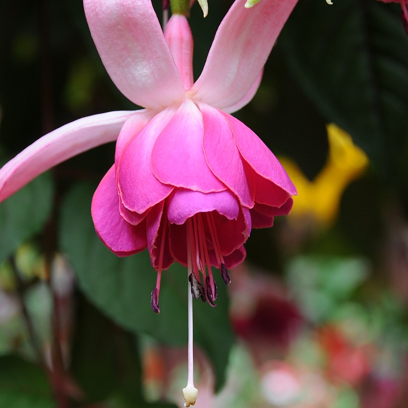 DSC_1383 Kanada; British Columbia; Vancouver Island; The Buchart Gardens