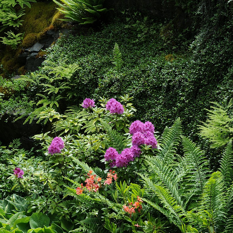 DSC_1395 Kanada; British Columbia; Vancouver Island; The Buchart Gardens