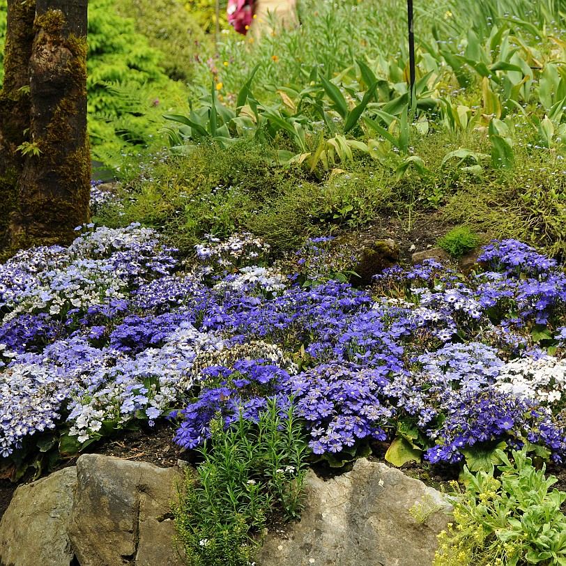 DSC_1430 Kanada; British Columbia; Vancouver Island; The Buchart Gardens