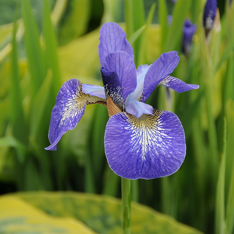 DSC_1434 Kanada; British Columbia; Vancouver Island; The Buchart Gardens