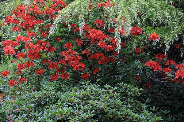 BC, Vancouver Island, Milner Gardens & Woodlands