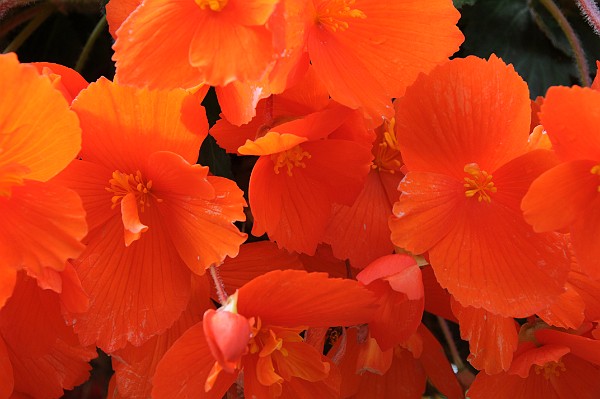 BC, Vancouver Island, Butchart Gardens