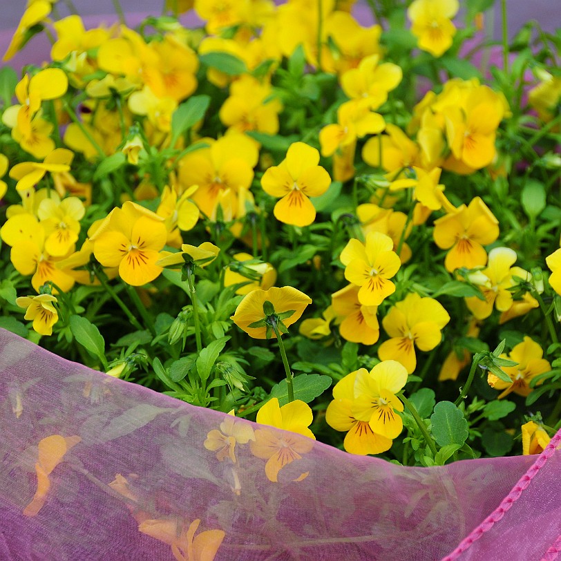 2011-04 Krakau [097]