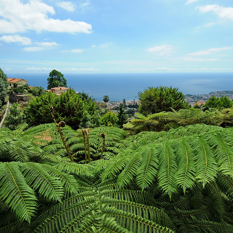 2012-09 Madeira [187] Der Botanische Garten seit 2011 eine Parkanlage mit exotischen Pflanzen. Die Anlage entstand 1960 auf dem früheren Anwesen der Familie Ritz. Das über 35.000 m²...