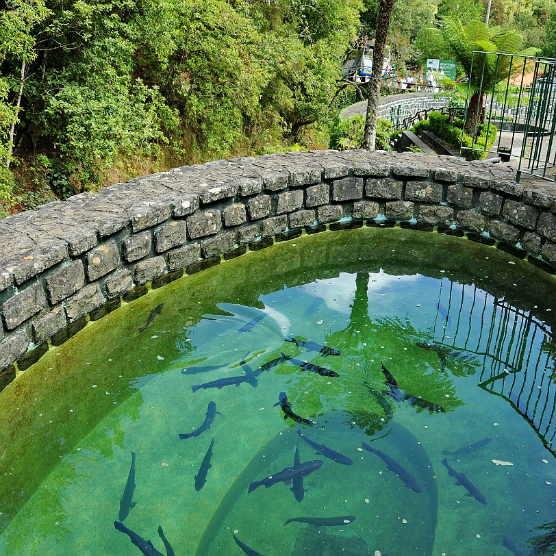 2012-09 Madeira [368] Ribeiro Frio (kalter Fluss) ist ein Naturpark, der im Norden in einem steilen Tal umgeben von Bergen liegt. Ein beliebter Haltepunkt für Einheimische und...