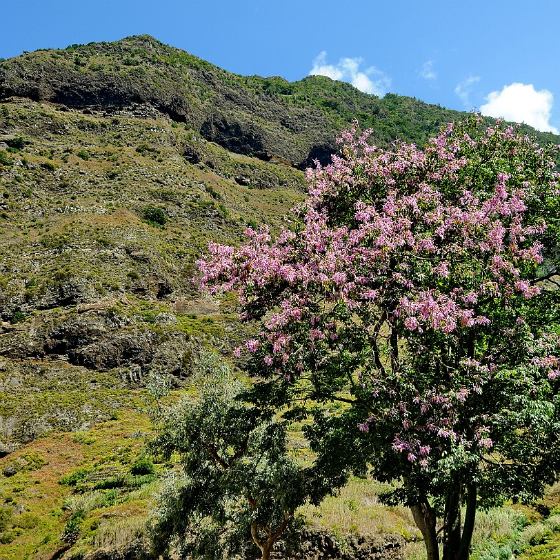 2012-09 Madeira [389] São Vicente ist eine Ortschaft an der Nordküste der portugiesischen Insel Madeira mit 3136 Einwohnern. Aus dem 18. Jahrhundert stammt die barocke Pfarrkirche...