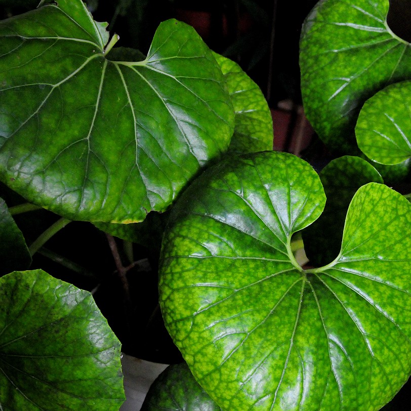 DSC_5199 Menorca, Balearen, Monestir Verge del Toro