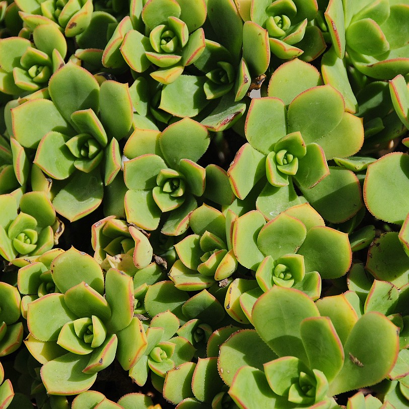 DSC_5214 Menorca, Balearen, Monestir Verge del Toro