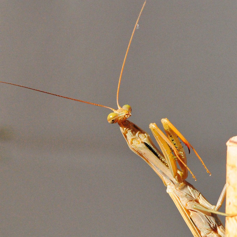 DSC_5471 Menorca, Balearen, Cap d'Artrutx. Diese Gottesanbeterin (Mantis religiosa) suchte sich eine Weinflasche als Jagdbasis aus.