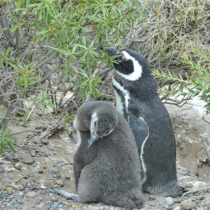 DSC_9092 Argentinien, Puerto Madryn Der Magellan-Pinguin (Spheniscus magellanicus) ist eine Vogelart in der Gattung der Brillenpinguine (Spheniscus). Er kommt im SÃ¼den...