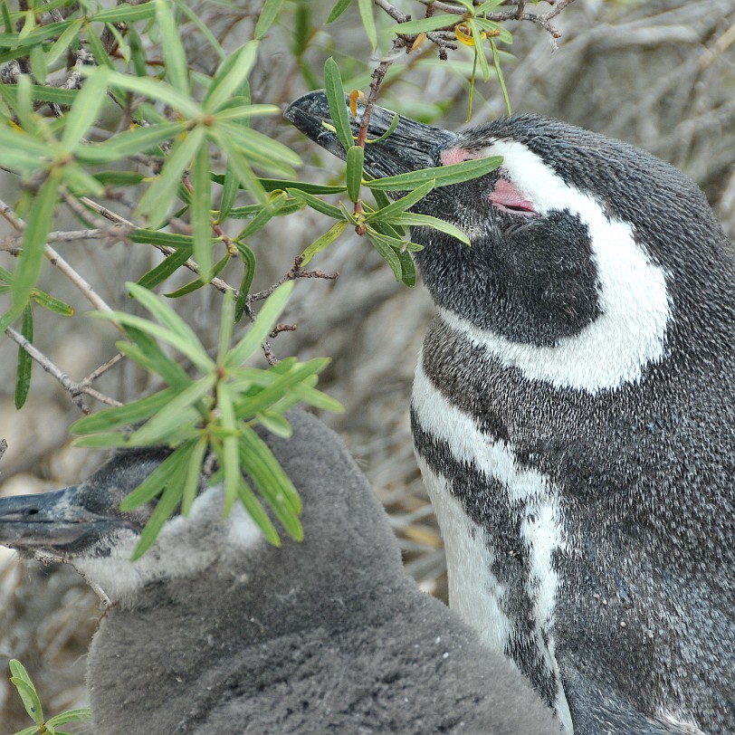 DSC_9093 Argentinien, Puerto Madryn