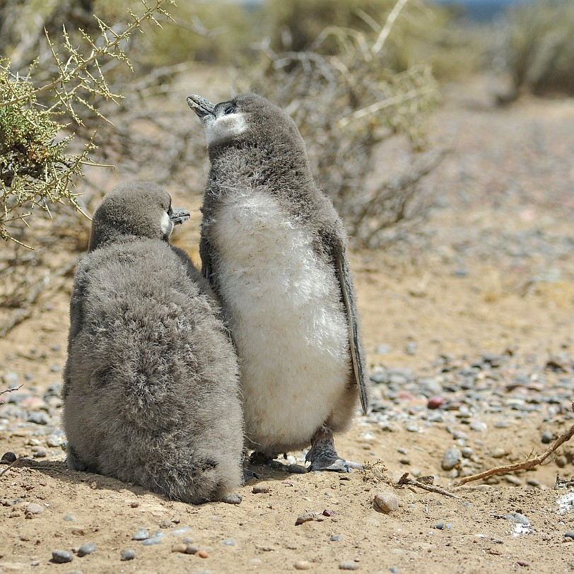 DSC_9103 Argentinien, Puerto Madryn Der Magellan-Pinguin kommt an den felsigen KÃ¼sten der Falklandinseln, in Chile, Argentinien, Uruguay und teilweise auch im SÃ¼den...