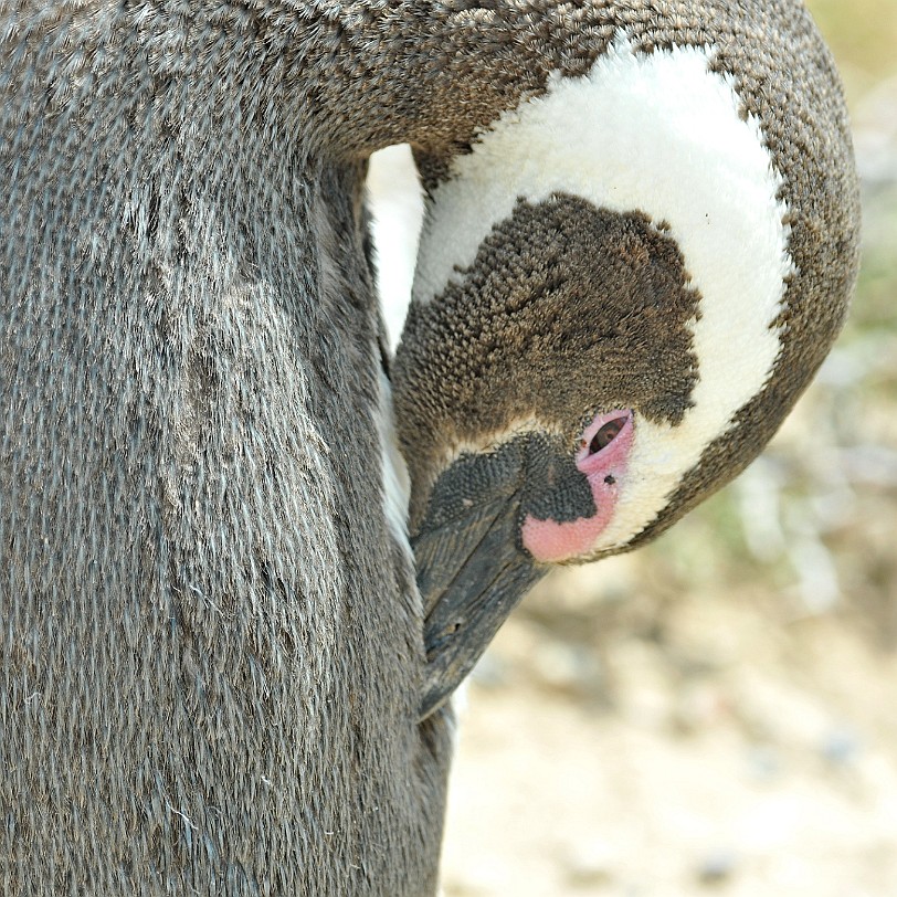 DSC_9108 Argentinien, Puerto Madryn Weibchen schreiten ab einem Alter von vier Jahren zur Brut, MÃ¤nnchen ab 5 Jahren. Der Magellan-Pinguin grÃ¤bt dazu eine BruthÃ¶hle,...