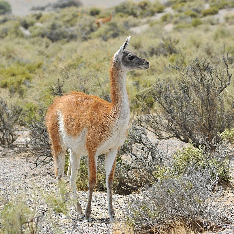 DSC_9113 Argentinien, Puerto Madryn Das Guanako (Lama guanicoe), auch Huanako genannt, ist eine wildlebende Art innerhalb der Familie der Kamele (Camelidae). Es lebt vor...