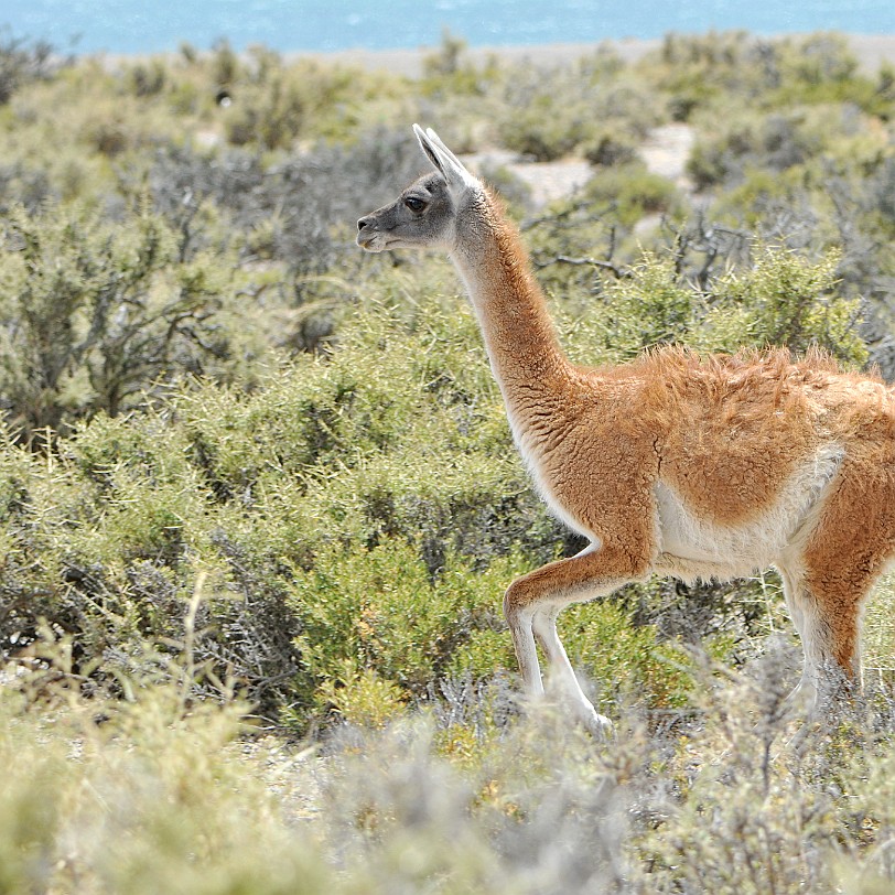 DSC_9121 Argentinien, Puerto Madryn Guanakos erreichen eine Kopfrumpflänge von 120 bis 220 Zentimetern, eine Schulterhöhe von 120 Zentimetern und ein Gewicht von 100 bis...