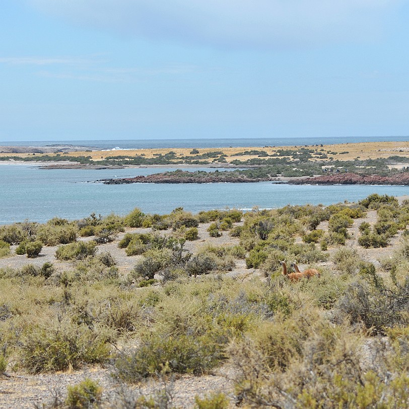 DSC_9123 Argentinien, Puerto Madryn