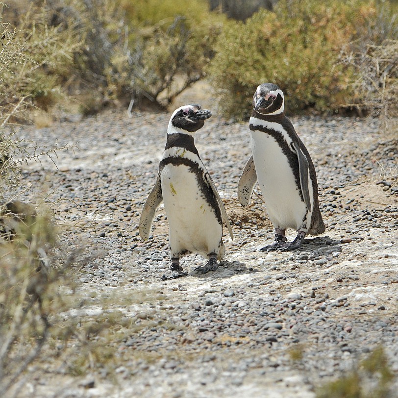 DSC_9126 Argentinien, Puerto Madryn