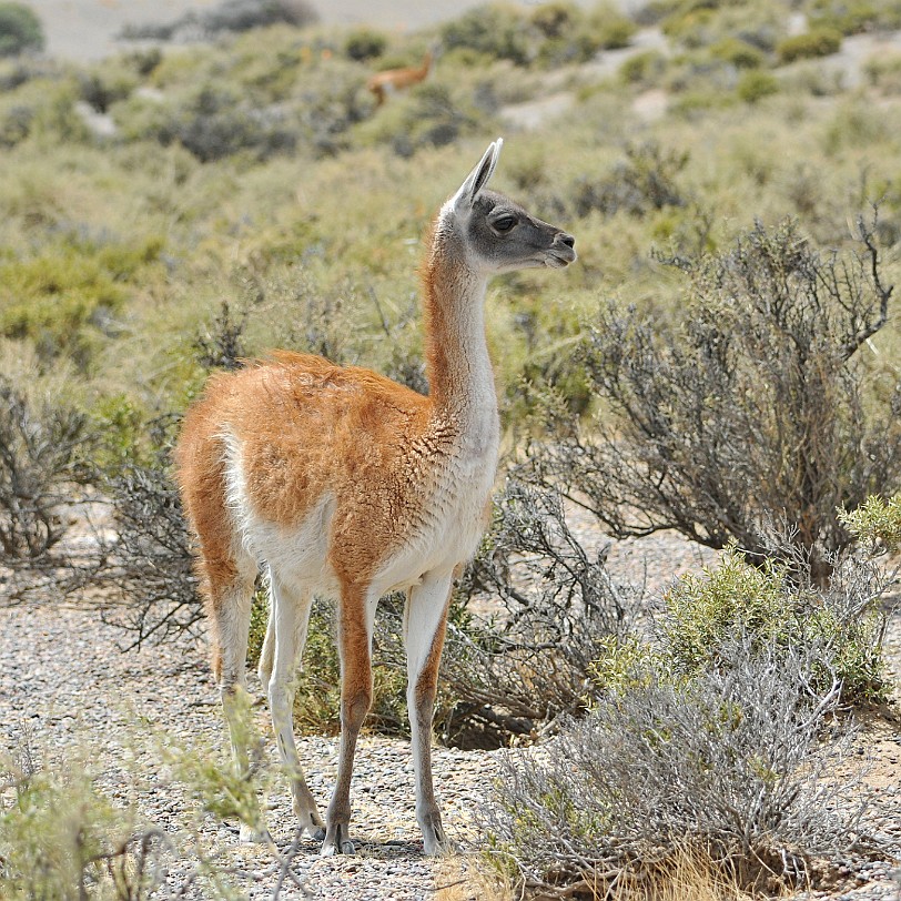 DSC_9113 Argentinien, Puerto Madryn Das Guanako (Lama guanicoe), auch Huanako genannt, ist eine wildlebende Art innerhalb der Familie der Kamele (Camelidae). Es lebt vor...