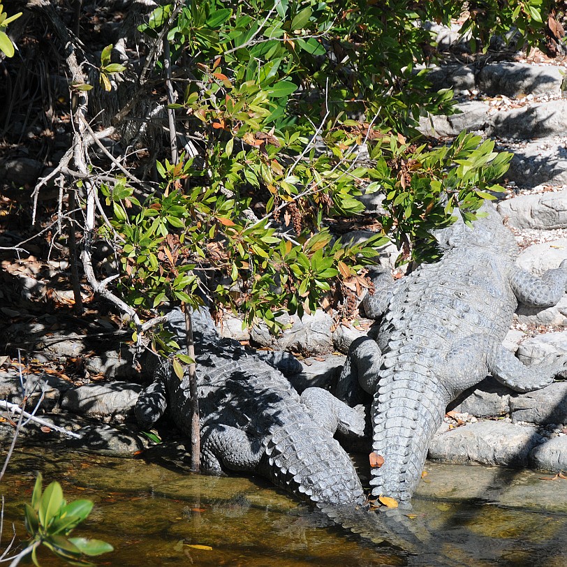 DSC_7838 Florida City, Everglades Nationalpark, Florida, USA