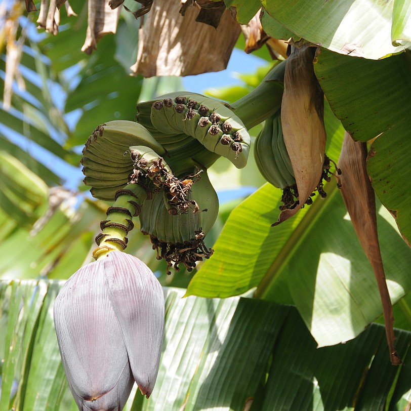 DSC_8065 Homestead, Fruit & Spice Park, Florida, USA 1944 wurde der Fruit & Spice Park eröffnet und lockt seitdem Besucher in dieses tropische Paradies. Hier gibt es...