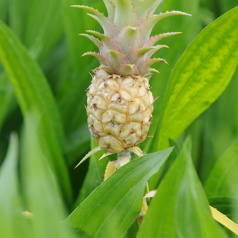 DSC_8068 Homestead, Fruit & Spice Park, Florida, USA