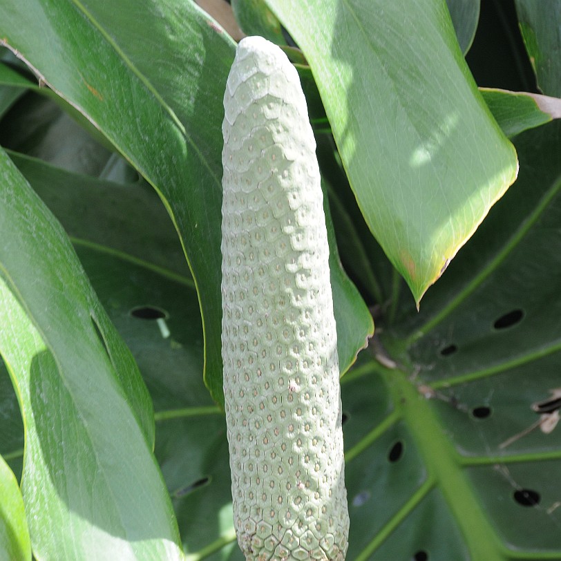 DSC_8070 Homestead, Fruit & Spice Park, Florida, USA