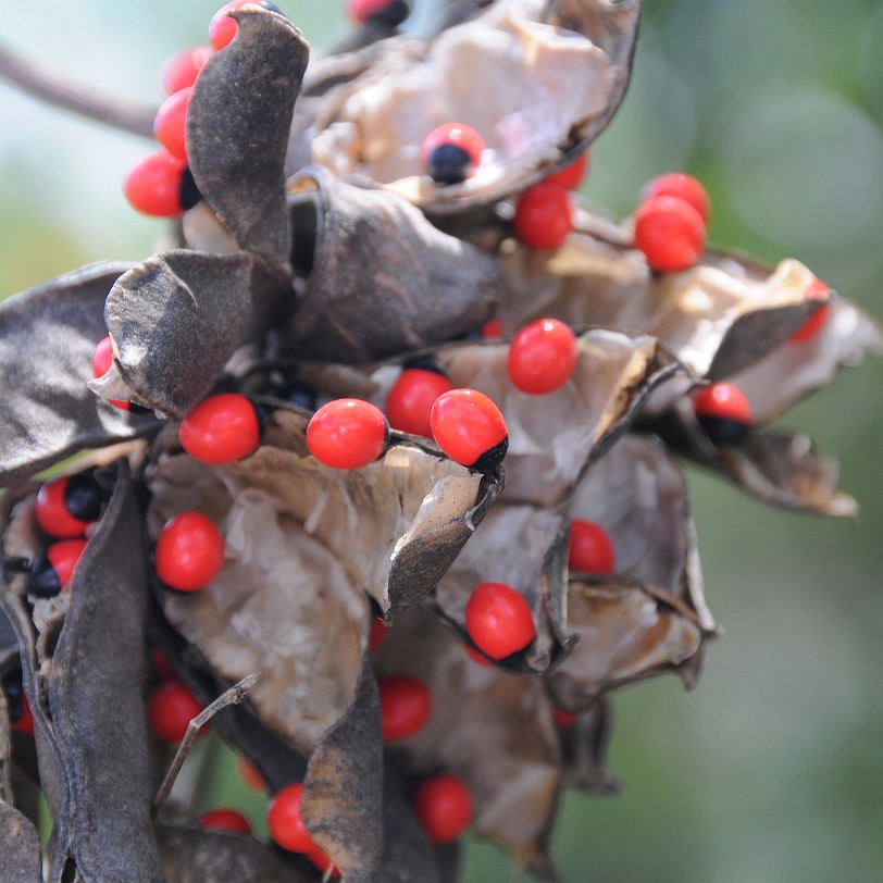 DSC_8073 Homestead, Fruit & Spice Park, Florida, USA