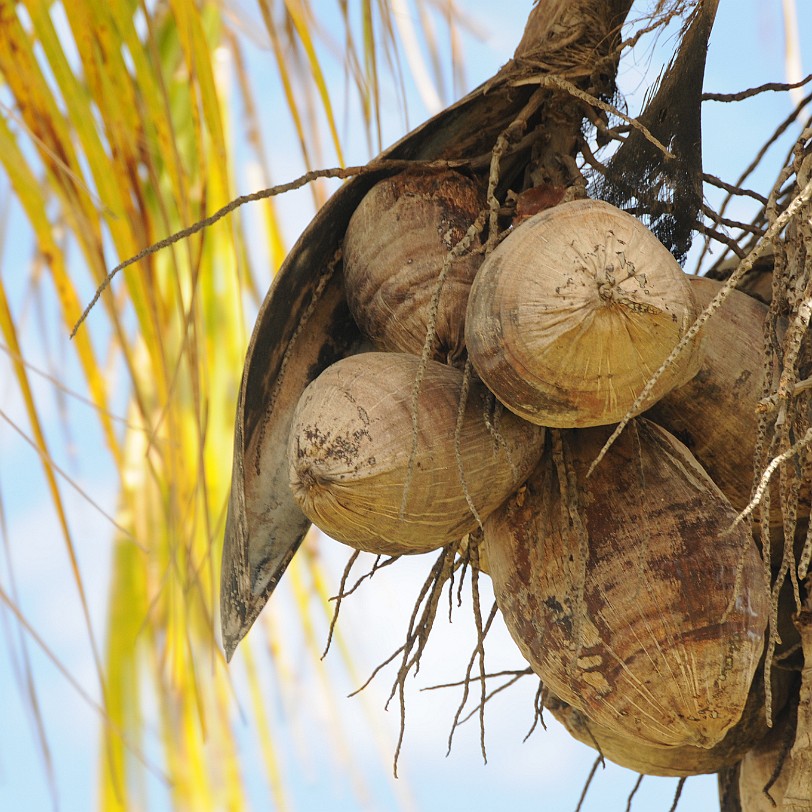 DSC_8074 Homestead, Fruit & Spice Park, Florida, USA