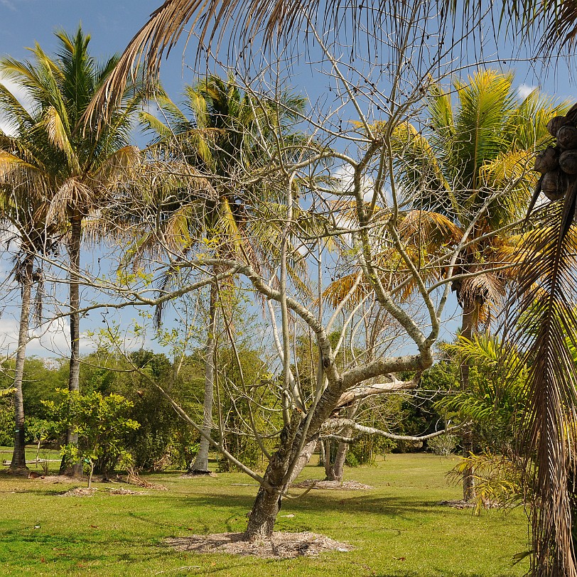 DSC_8075 Homestead, Fruit & Spice Park, Florida, USA