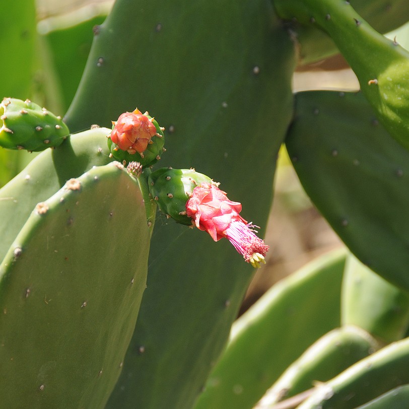 DSC_8076 Homestead, Fruit & Spice Park, Florida, USA
